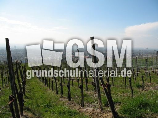 Weil am Rhein Weiler Weinweg 022.jpg